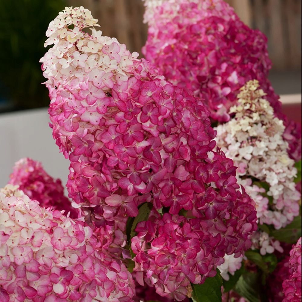 hortensja-bukietowa-fraise-melba-doniczka-3l